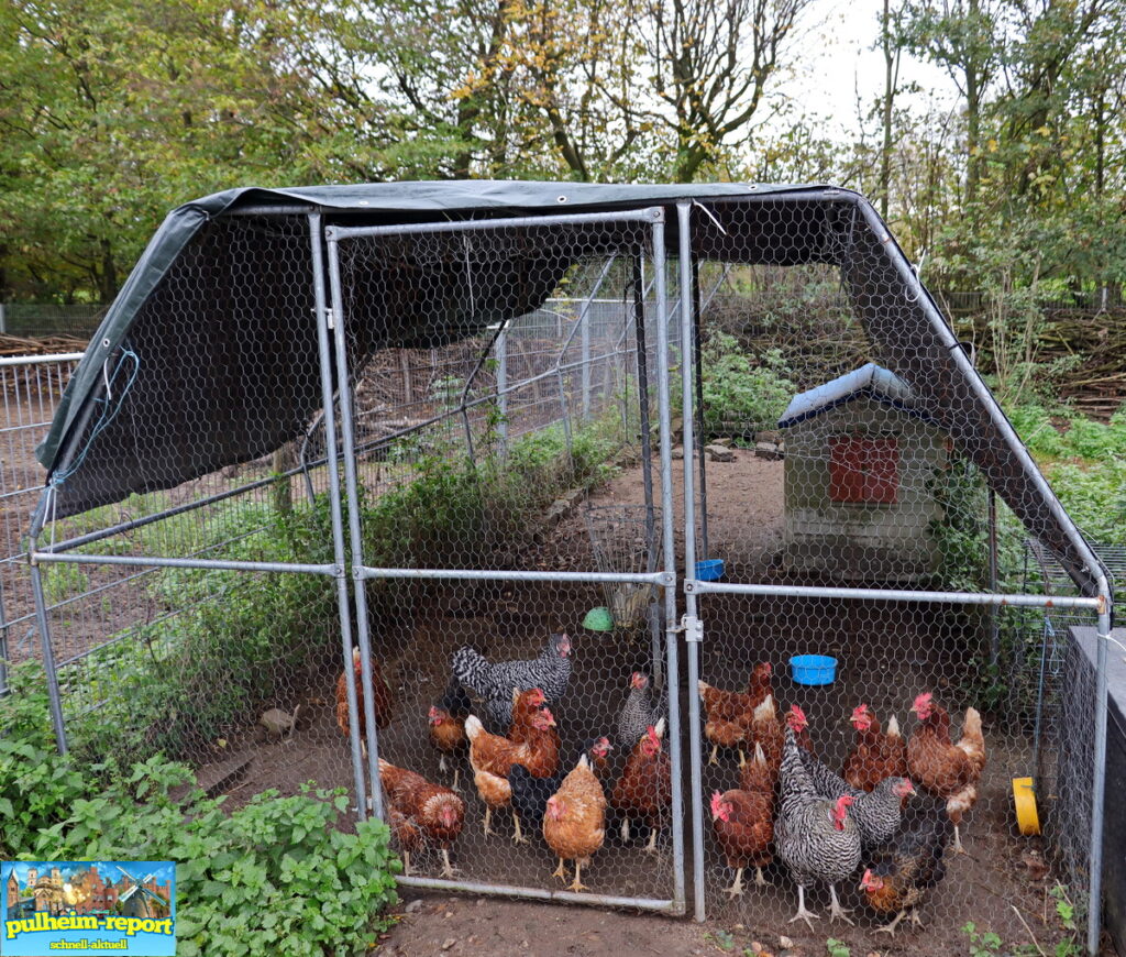 Die Hühner im Eselpark Zons