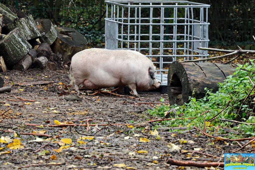 Im Eselpark Zons leben Esel, Ponys, Schweine, Hühner, Enten und Schafe.
