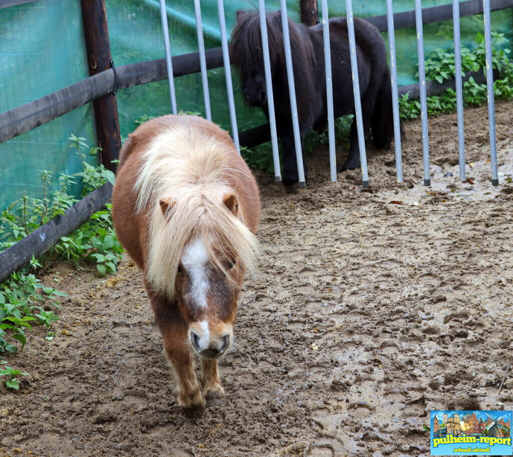 Ein Blick auf die Ponys.