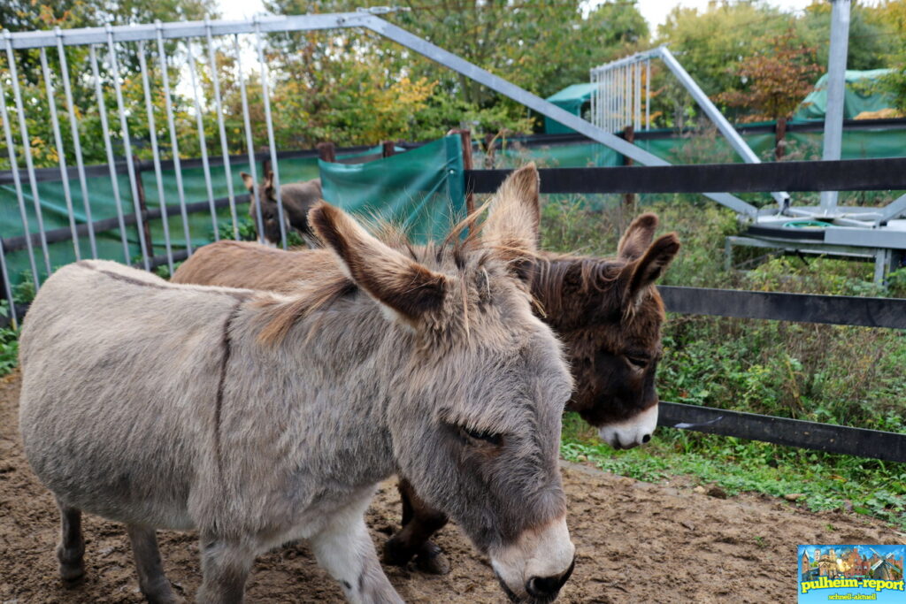 Ein Blick auf das Eselkreuz, welches den Rücken vieler Eselrassen kennzeichnet.