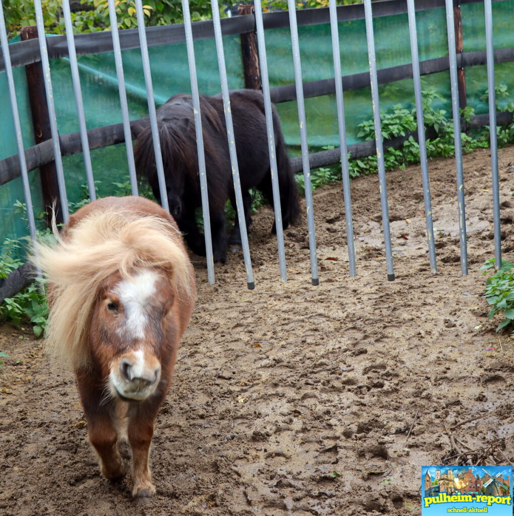 Im Eselpark Zons leben Esel, Ponys, Schweine, Hühner, Enten und Schafe.