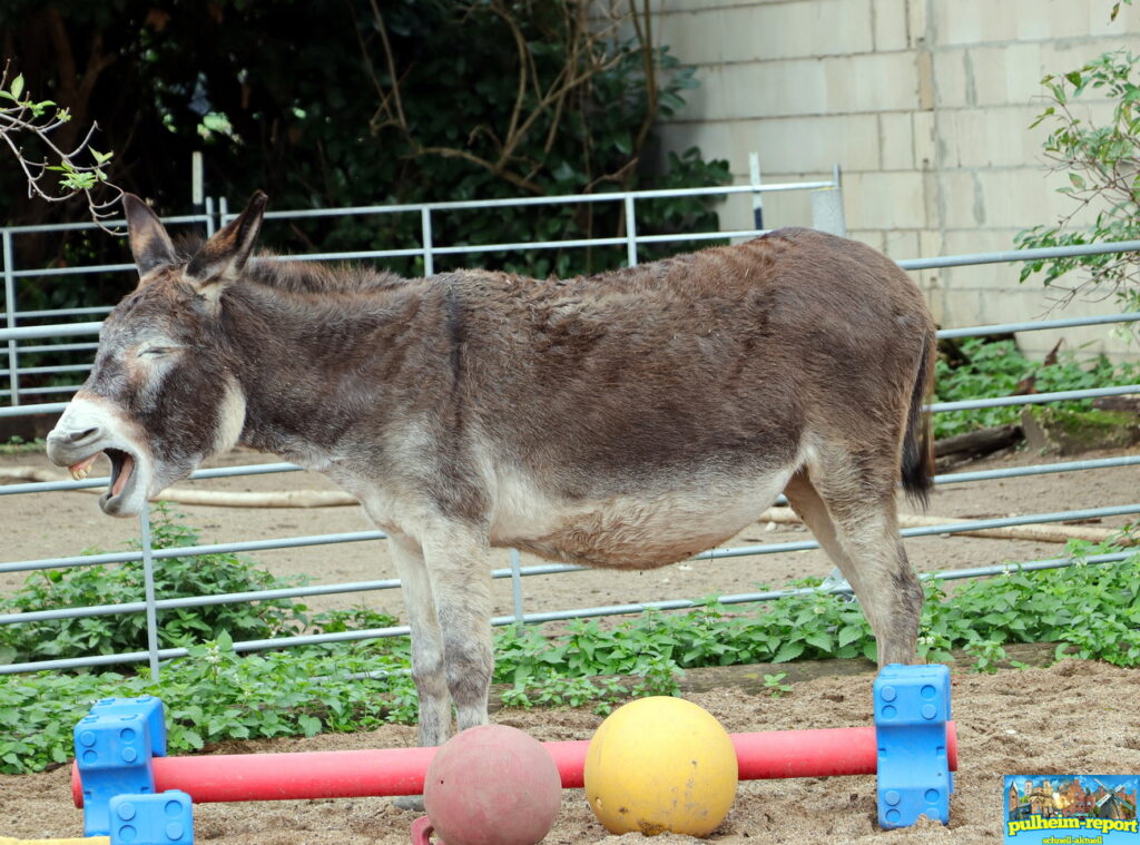 Hier leben die Tiere artgerecht und glücklich.