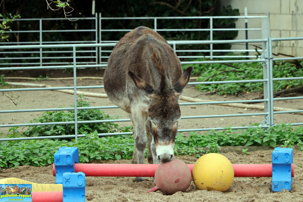 Der Ball ist interessant.