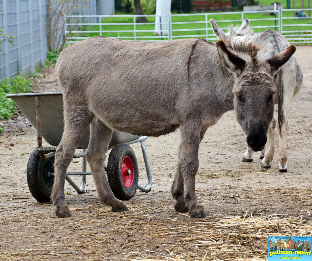 Viele verschiedene Esel kann man hier kennenlernen.
