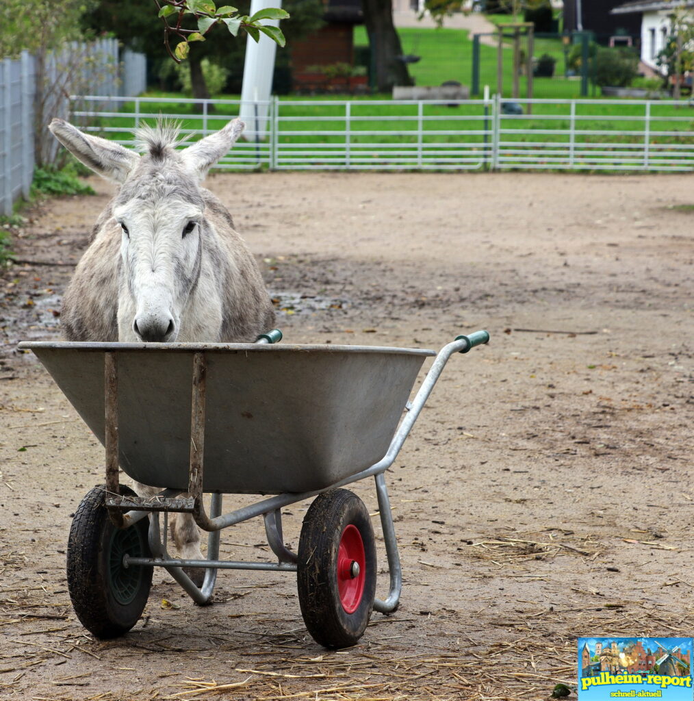 Versteckt hinter der Schubkarre