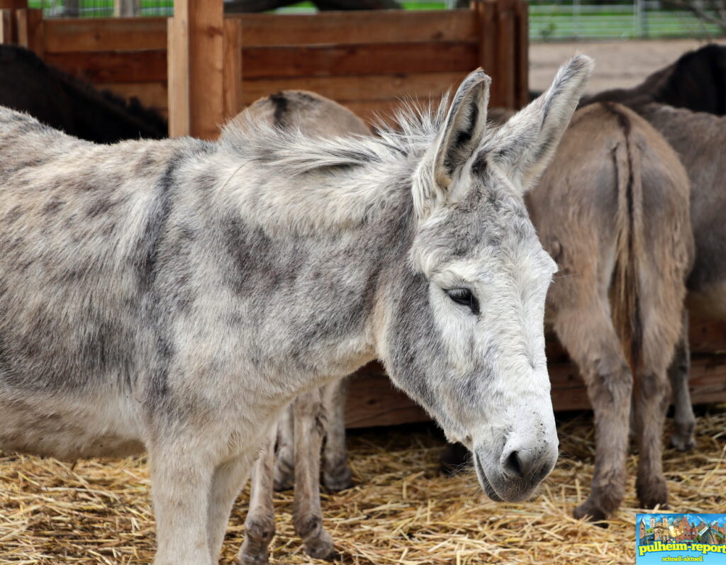 Hier leben die Tiere artgerecht und glücklich.
