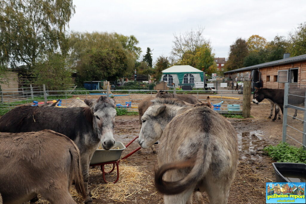 Im Eselpark Zons leben Esel, Ponys, Schweine, Hühner, Enten und Schafe.