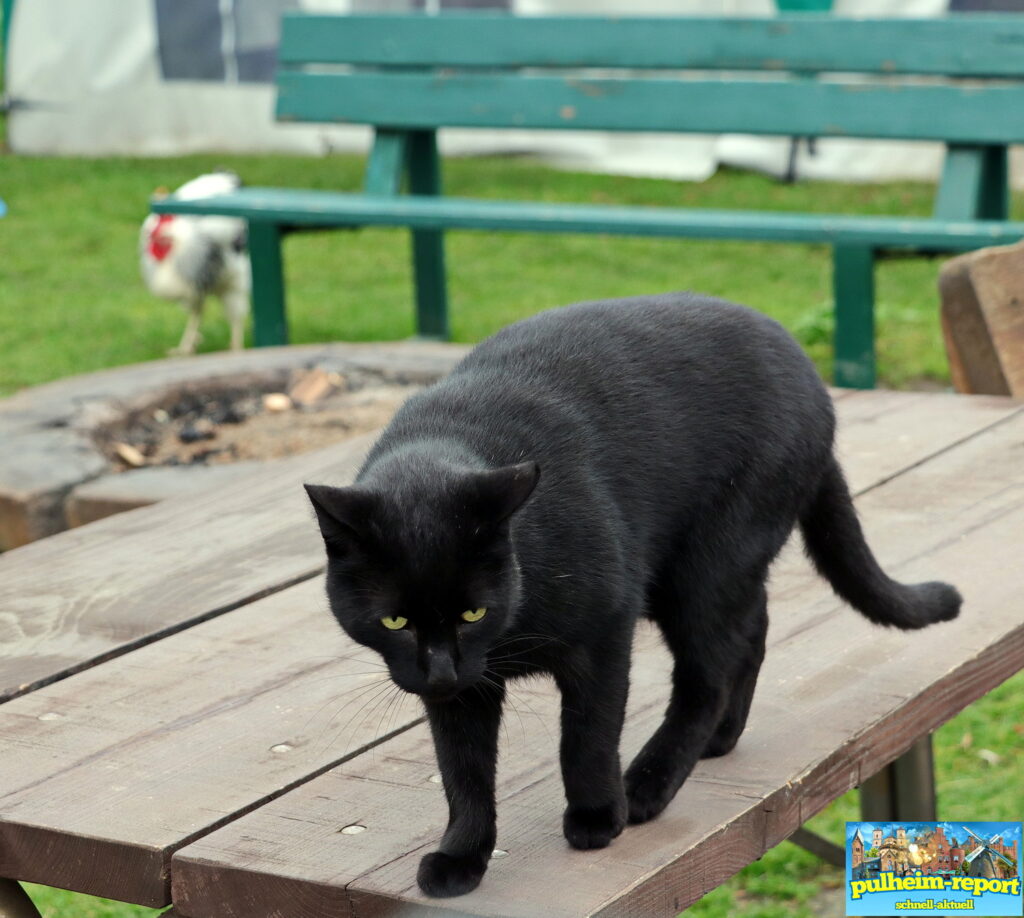 Genauso wie Kater Leo
