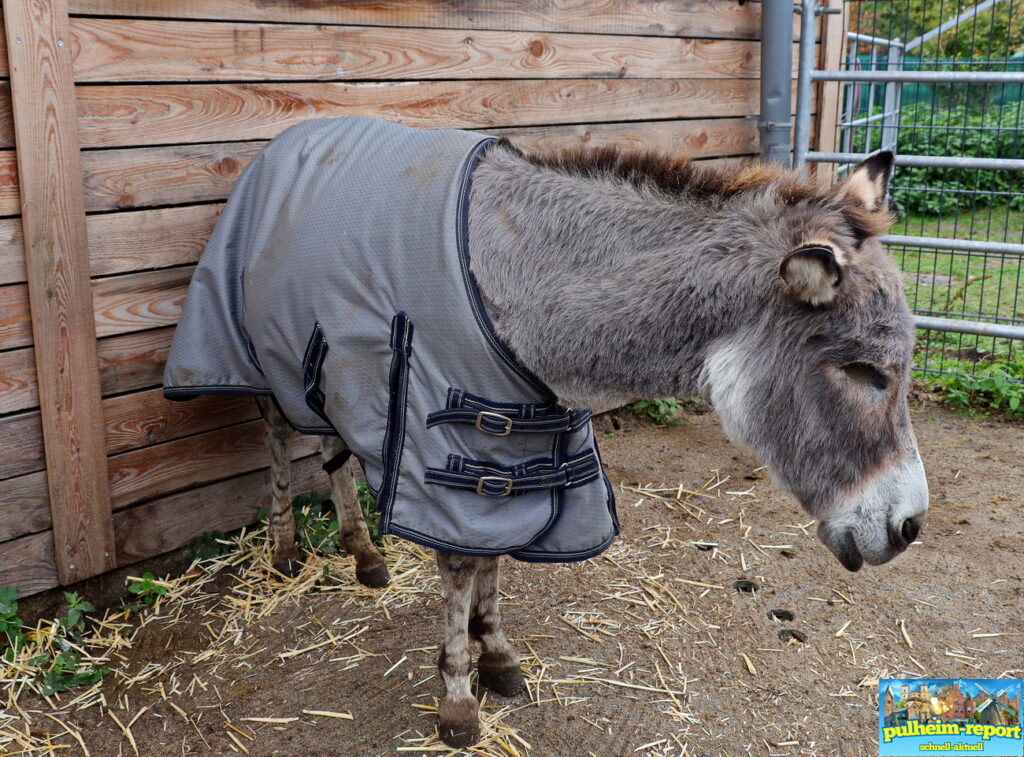 Viele Esel haben hier ihr Zuhause.